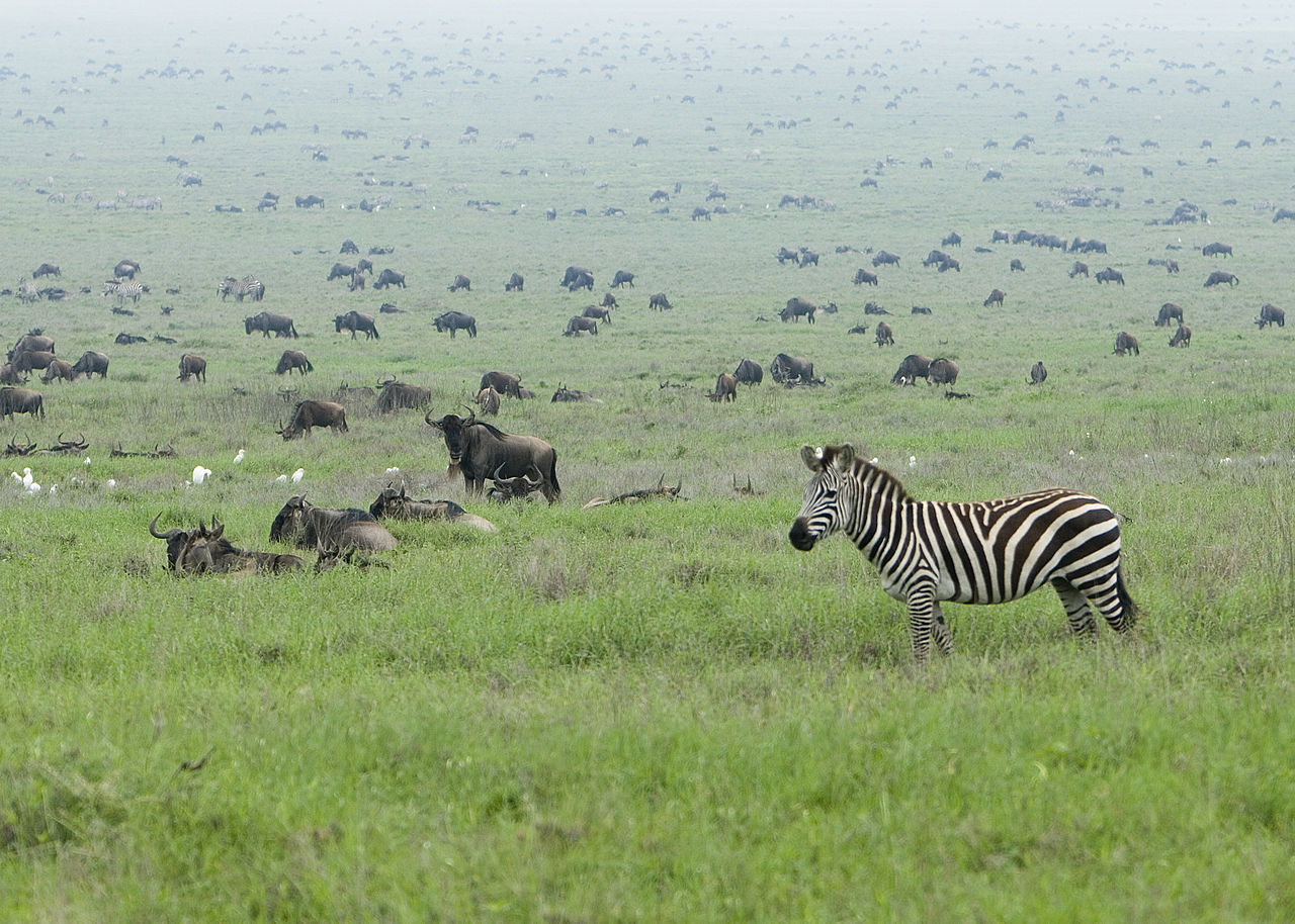 Zebra in der Serengeti (c) Wanderung der Tierherden  (c) David Dennis CC BY SA 2.0